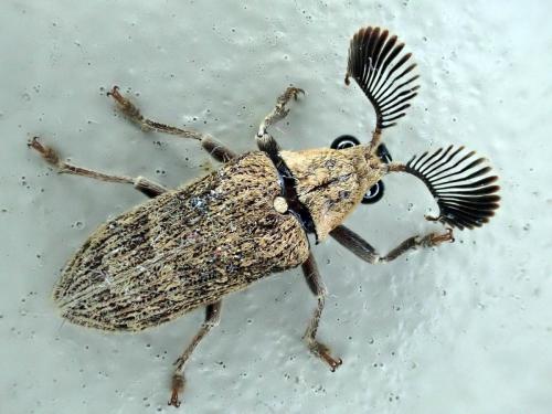 Rhipicera bifossata